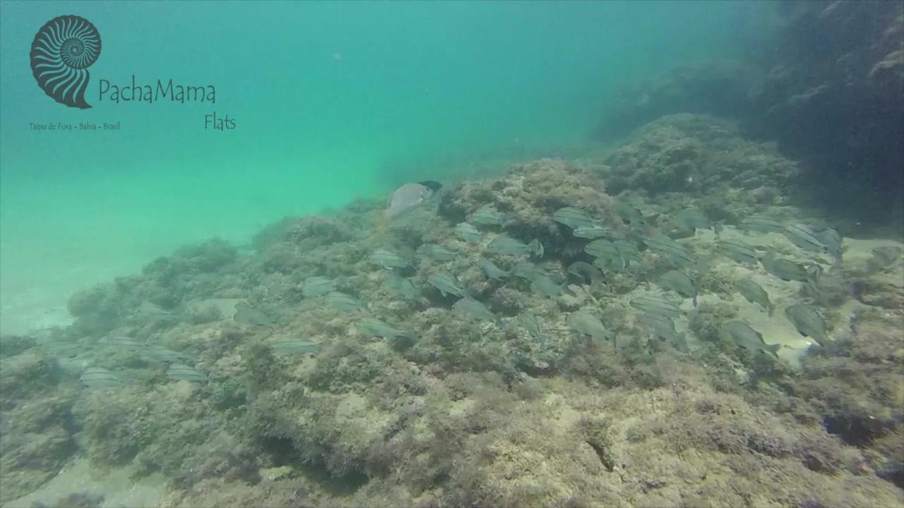 巴拉格兰德Pachamama Flats - Taipu De Fora公寓 外观 照片